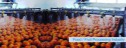 food-fruit-processing
